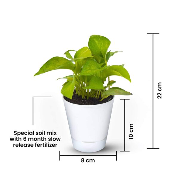 Money Plant Golden