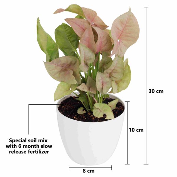 Syngonium (Pink)