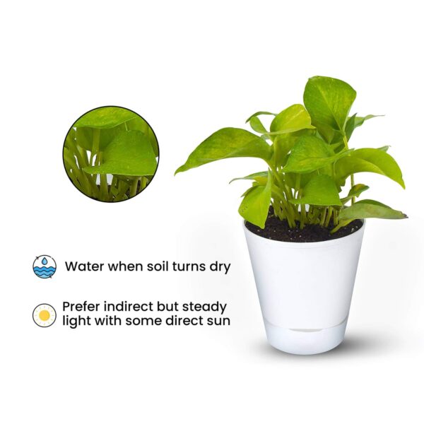 Money Plant Golden